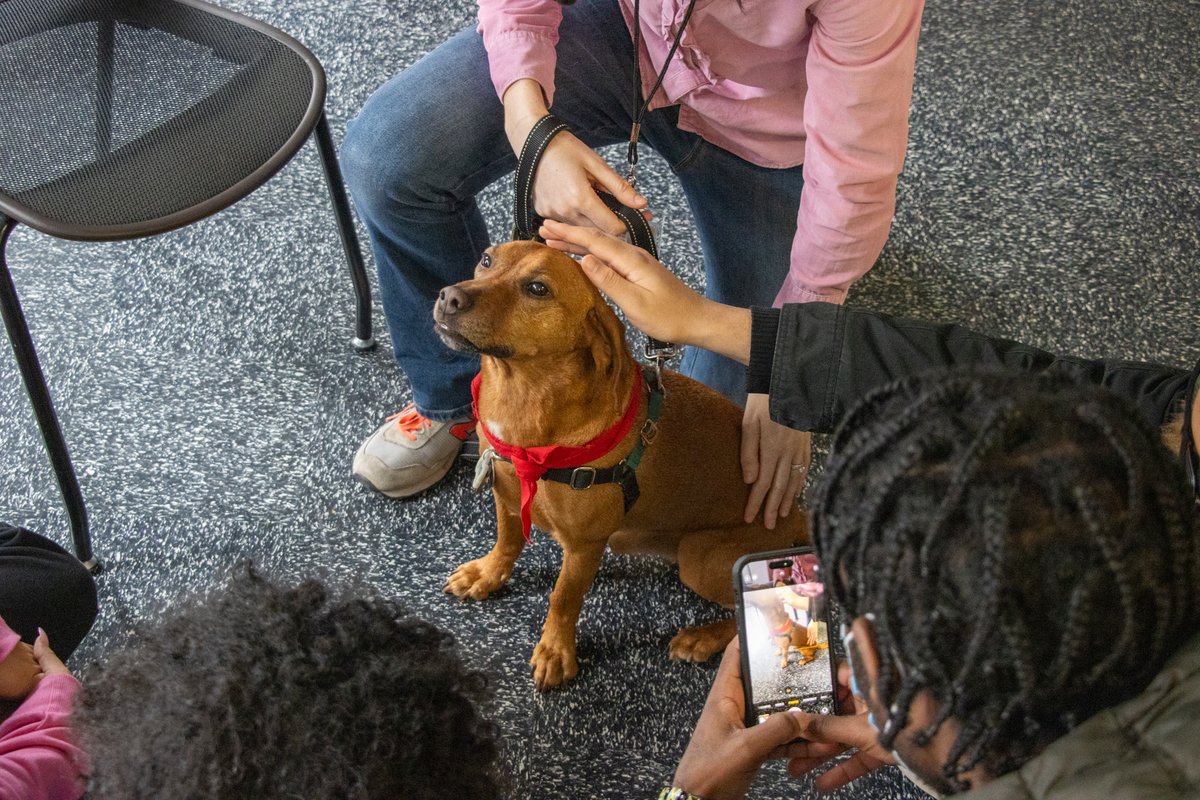 We had some special guests on campus today. 🐶🐕 #PetTherapy #PetPics #PetPicsPlease #DogLove #GuttmanCC #nyc #collegelife