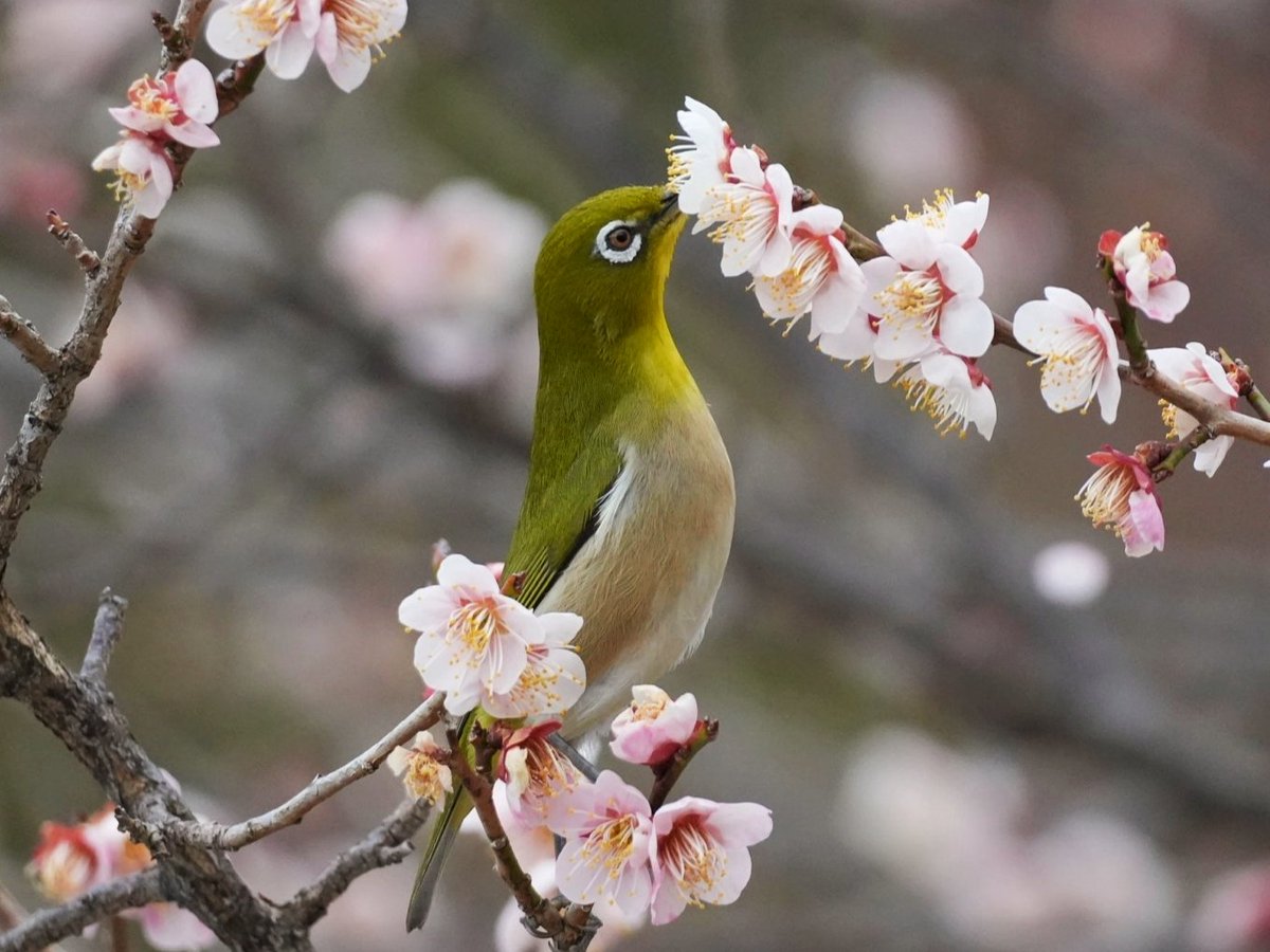 おはようございます。
食を喜ぶ
#ウメジロー
#メジロ