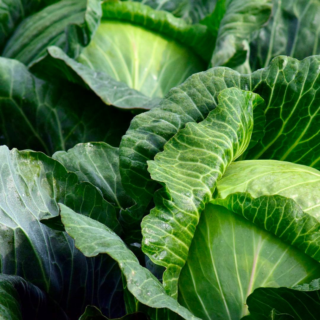 Today the Wellington Rotary visited the EAA! They stopped by TKM’s Cypress Cooler to learn about the Basore family business in growing leafy greens. Thank you so much for joining us and learning about the delicious and wholesome foods provided by local farmers.