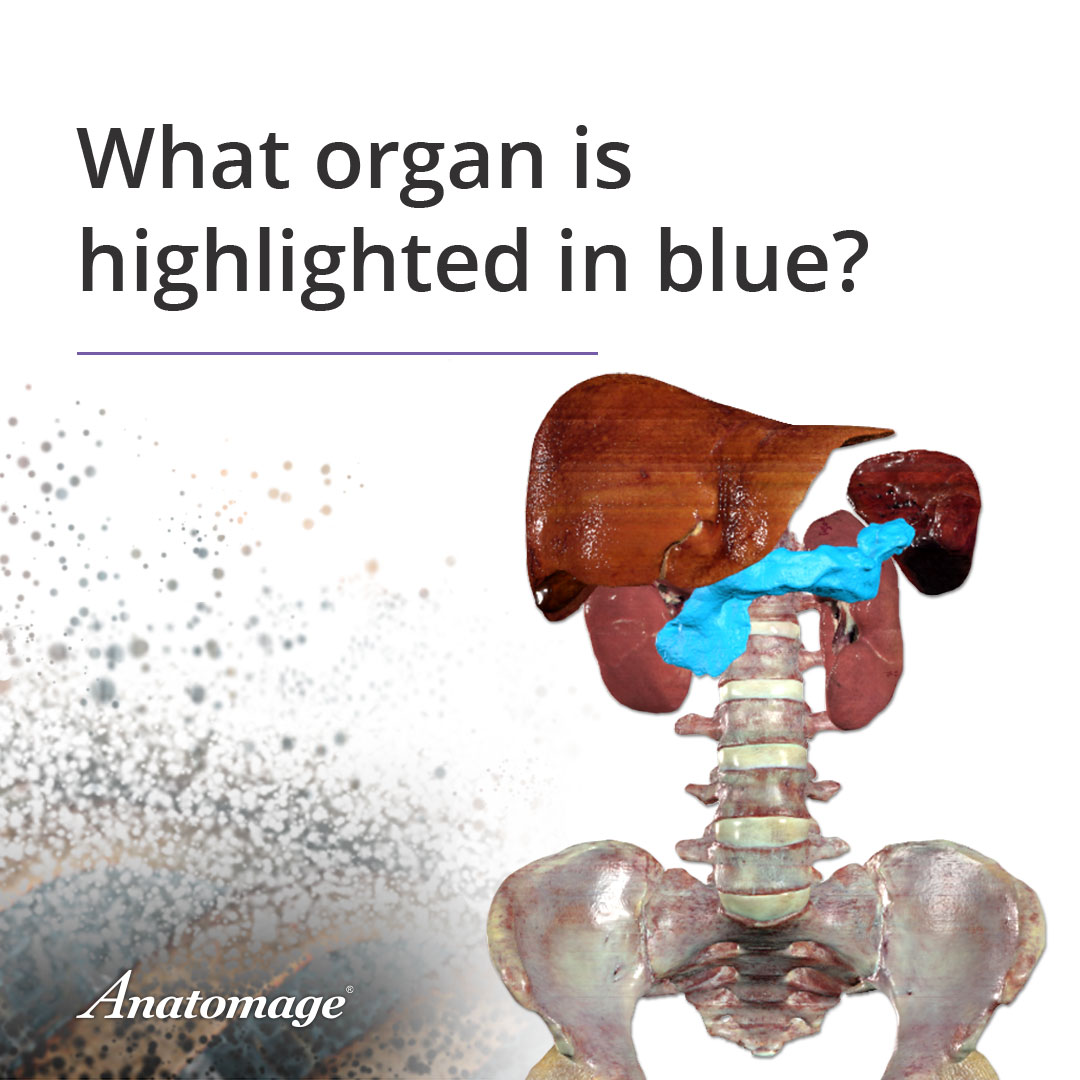 What organ is highlighted in blue? React with the corresponding emojis below to let us know your answer: ❤️ Liver 💡 Pancreas 👍 Stomach Bonus points: What is the function of this organ? Add your comments below! #anatomy #organ #canyouguess #anatomylearning #letslearn