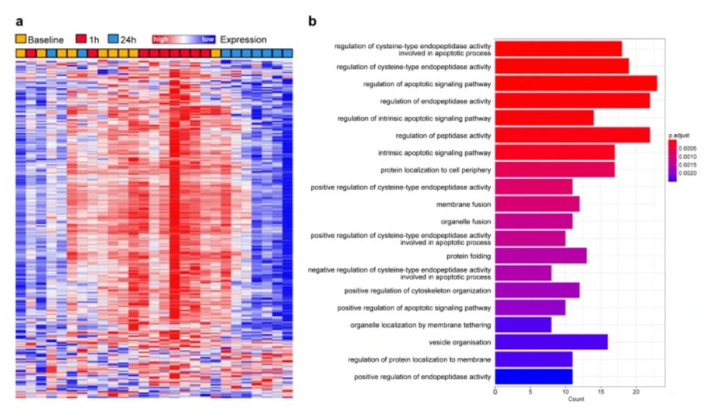 Our publication 📝 is online: analysis of 3000 plasma proteins in parabolic flights ✈️🚀 #proteomics Link: ➡️ rdcu.be/dAqcv Acute gravitation changes ➡️ living physiology research @UniklinikDUS @HHU_de @DLR_SpaceAgency @AirZeroG @GerdesLab @WinkelsLab @Senkrechtstart3