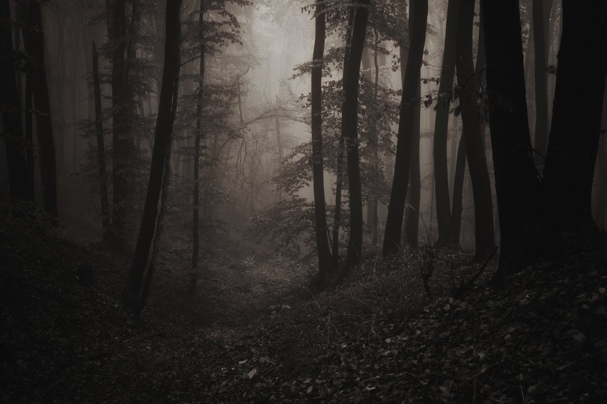 In the heart of a misty forest, ancient trees are wrapped in silver fog, creating an ethereal sanctuary where mortal and spirit worlds converge.

#nicolasolvinic #mysteryauthor #crimeauthor #thrillerwriter #criminology #criminologymastermind #crimefiction #ancientforests