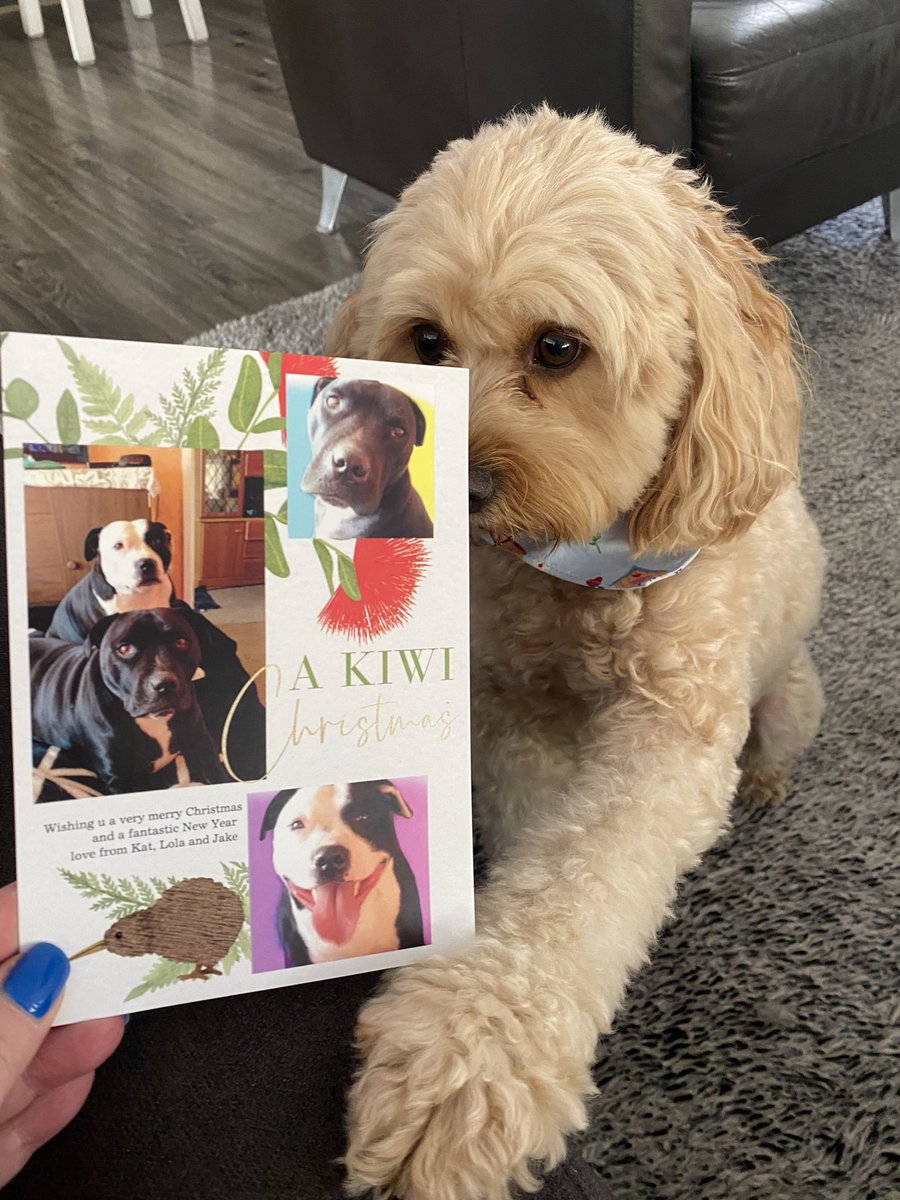 I GOT MAIL! Thanks Lola and Jake @KatFreeman87436 I’ve never received a card from New Zealand 🇳🇿 before. #post #Friendship #dogsoftwitter