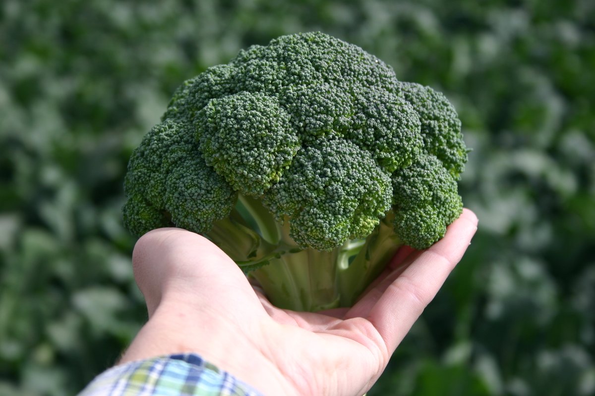 🥦 Did you know that broccoli thrives in 50-70 degree weather, making it a perfect fit for a winter crop in Yuma, Arizona ☀️🌴 #agriculture #cagrown #freshproduce #broccoli