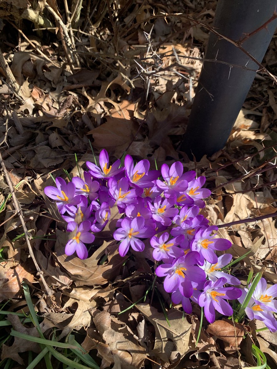 Crocus!