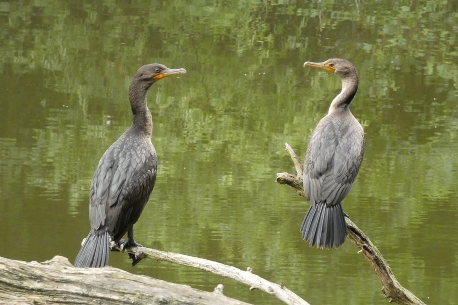 Memories of summer, 2 young Double-crested #Cormorants for #TwosDay