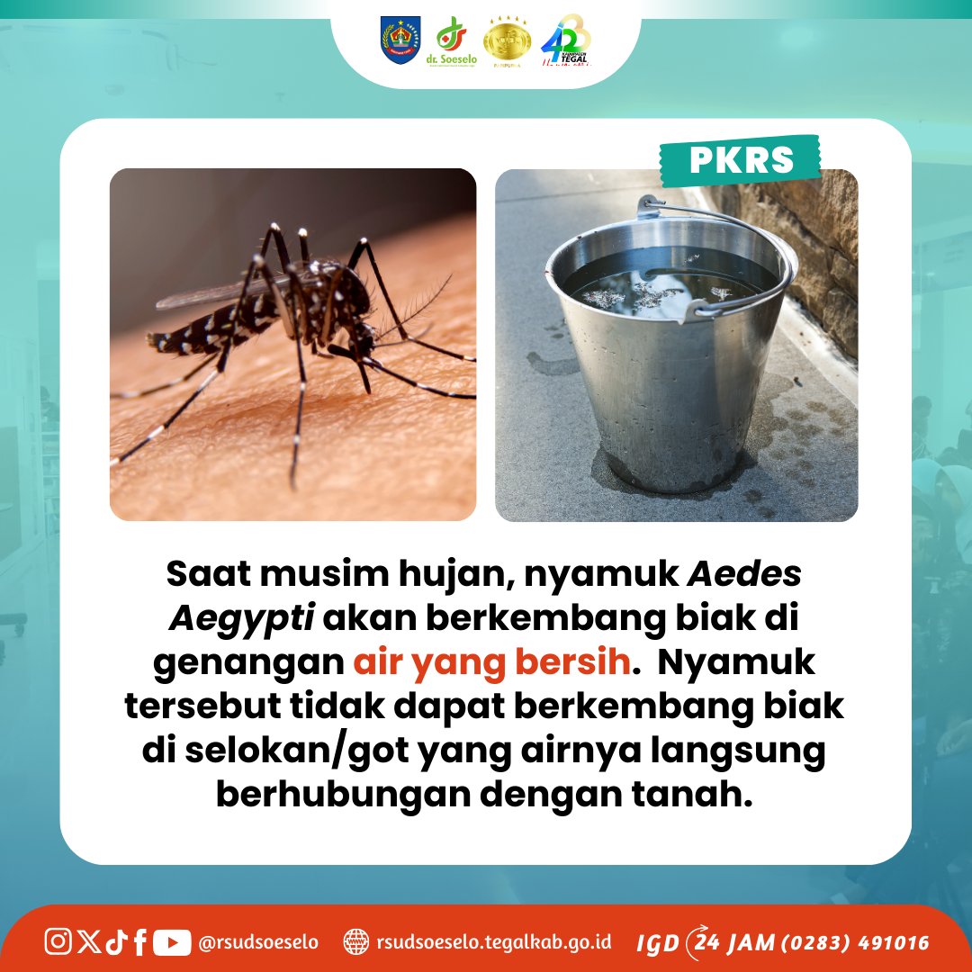 rsudsoeselo's tweet image. pasalnya virus DBD bermunculan saat musim hujan, karena saat inilah nyamuk Aedes Aegypti senang berkembang biak. Apa saja tanda gejala dari DBD? Simak info selengkapnya berikut!

__________
RSUD dr Soeselo Kabupaten Tegal
IGD 24 jam : (0283) 491016

#pkrs #infokesehatan #DBD