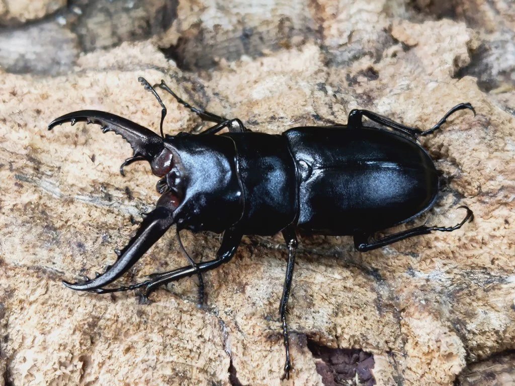 昆虫図鑑】 【昆虫名】#ハチジョウノコギリクワガタ 【学名