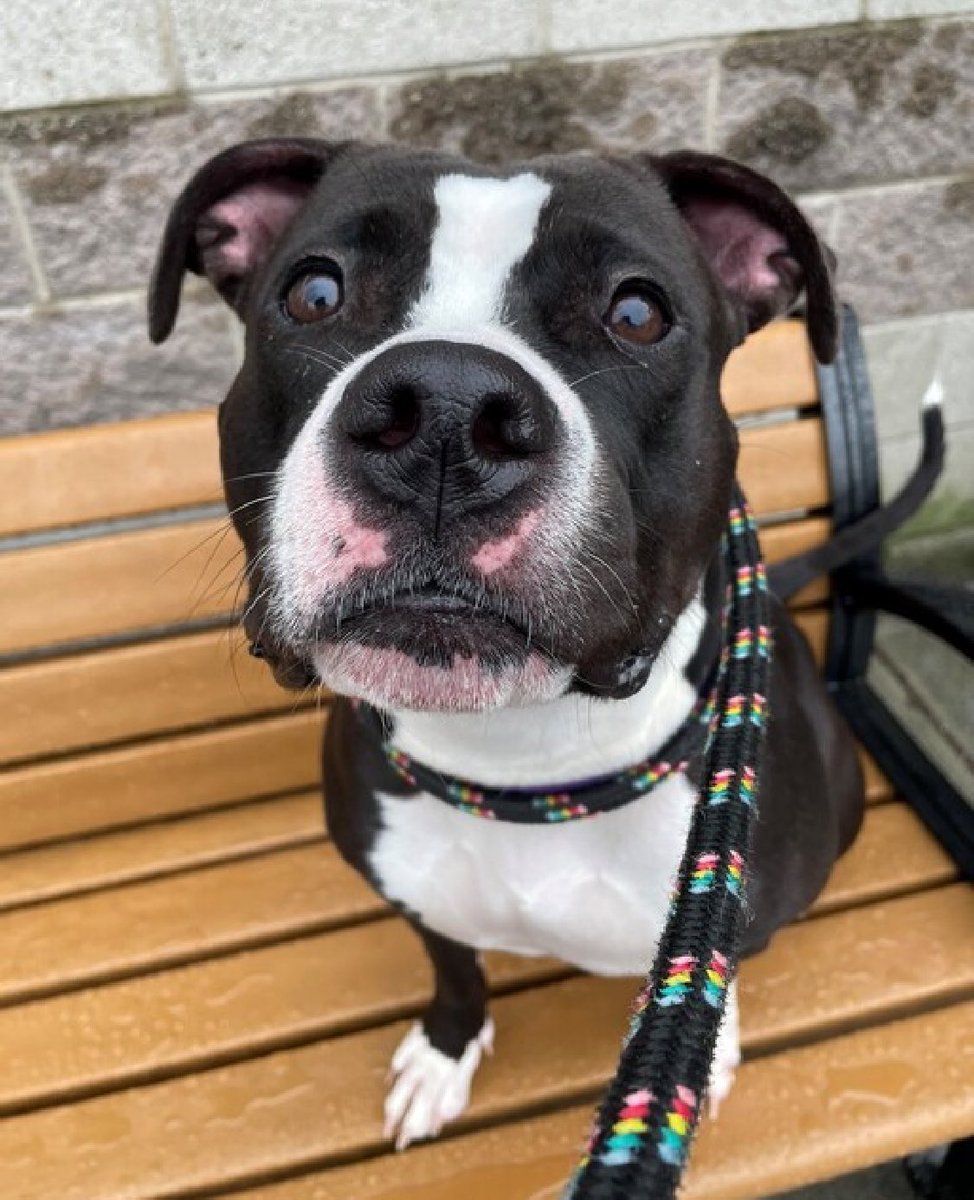 She was found emaciated and abandoned in a building, Froyo 190716 has been failed by her family and is now TBK Thursday in NYCACC. A friendly and social 5yo who's well behaved, easily leashed and returns to her kennel without issue. Of course she's scared and nervous, she needs…
