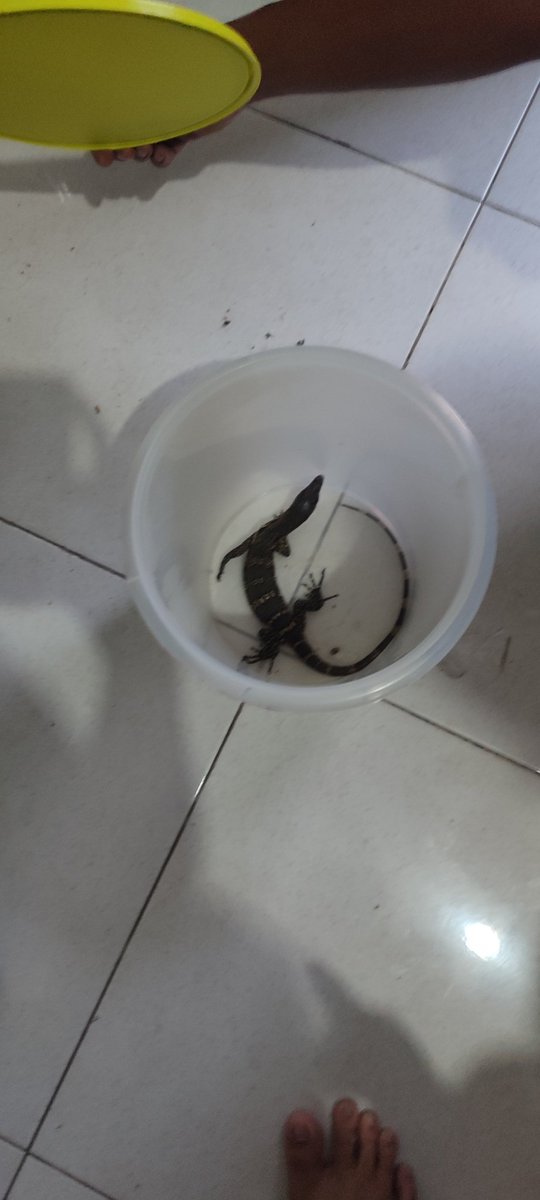 Burung pipit burung puyuh dimakan