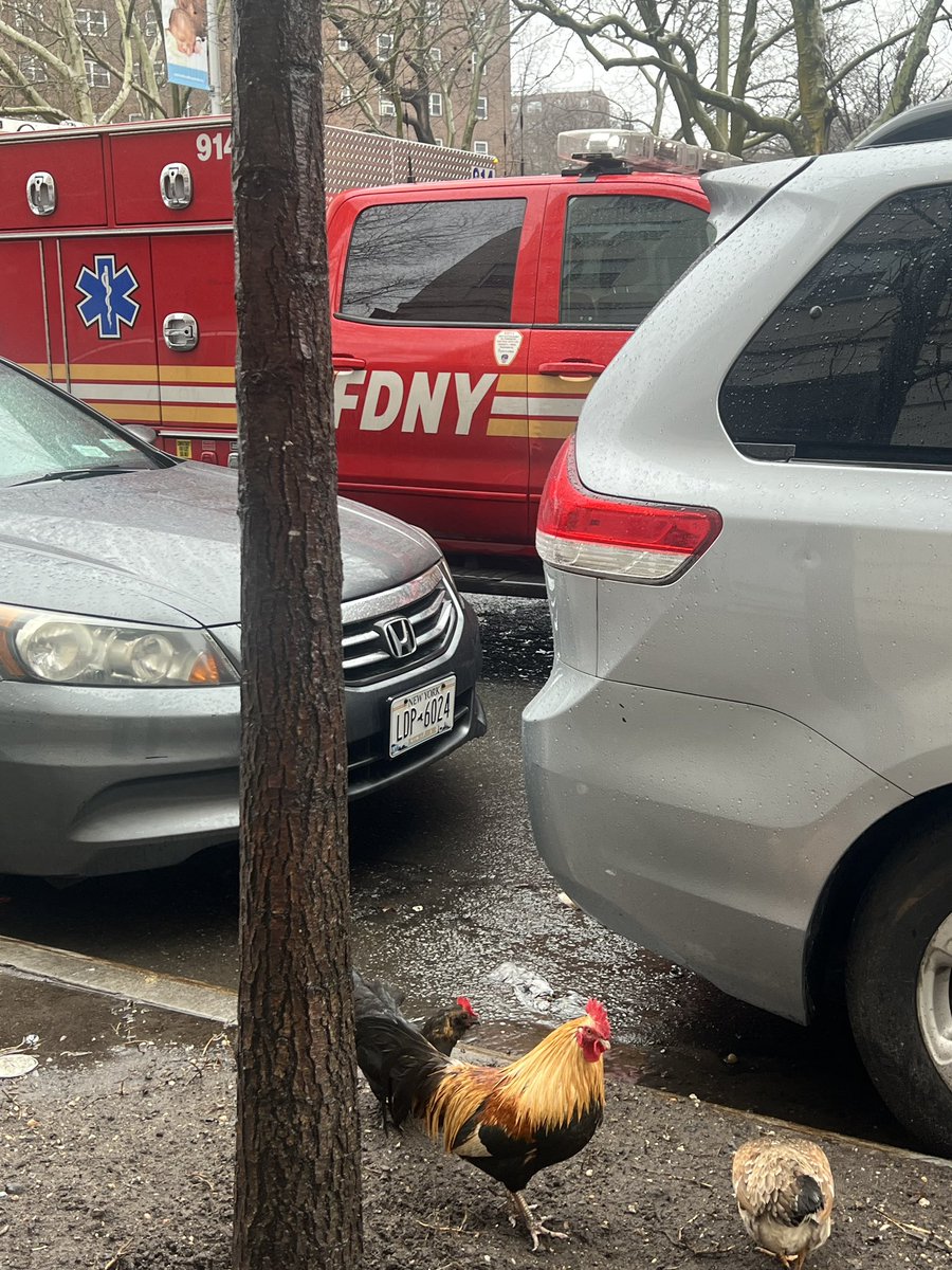 Welcome to the Bronx. All the chicken heads be quiet. #bronx #nyc #chickens