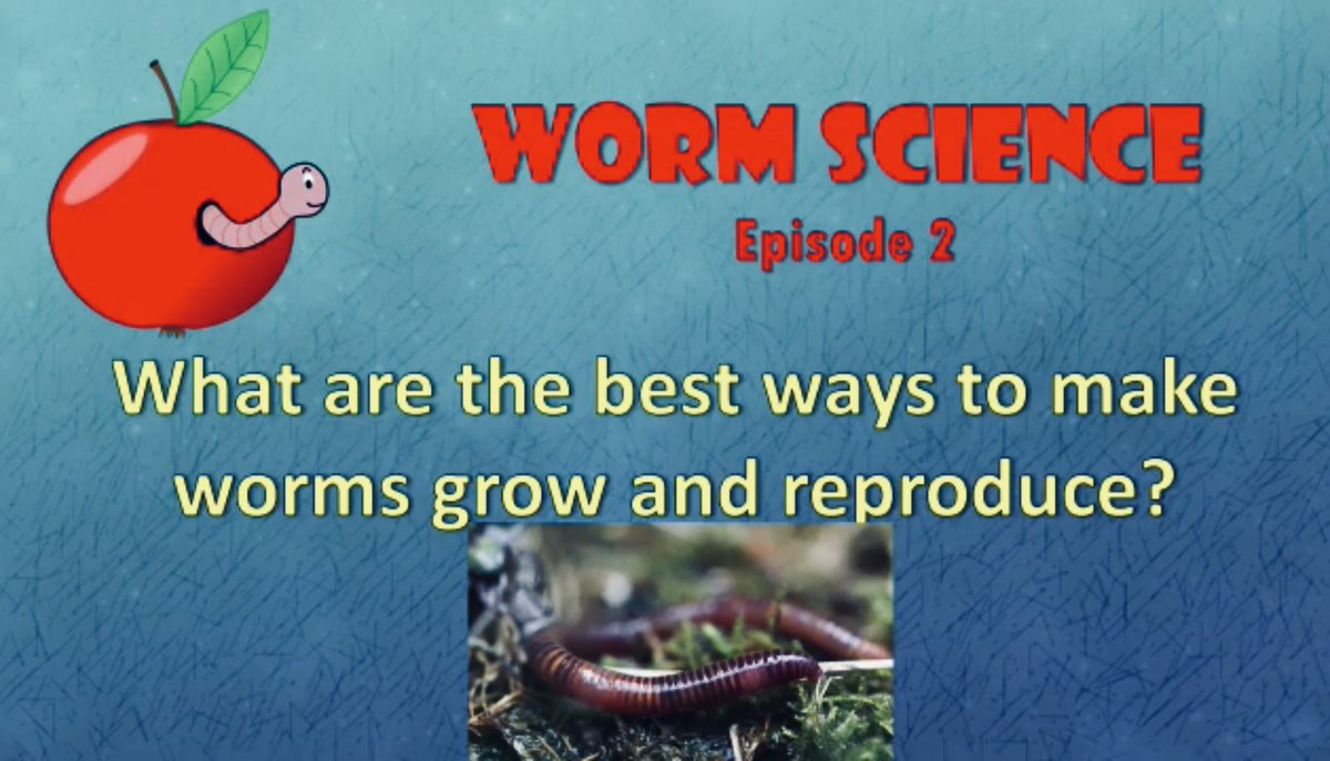 NanaWorms's tweet image. What are the best temperatures, moisture, pH and beddings for worm growth and reproduction?
youtu.be/t_zGgvyKdbM
#wormcomposting
#redwigglers
#wormfarming
#vermicomposting