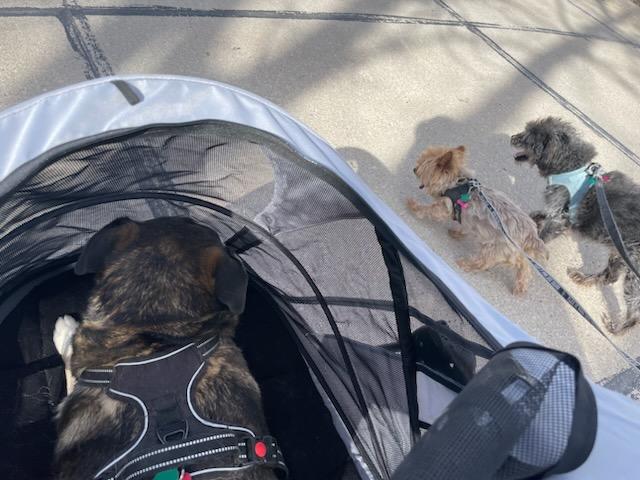 sacredlifeparty's tweet photo. Poor Gimli is getting old, but she will still go on walks for as long as possible 🐶 In this picture of her looking back I think she's saying 'thank you". #dog #dogslife https://t.co/WzNjh3yCX9