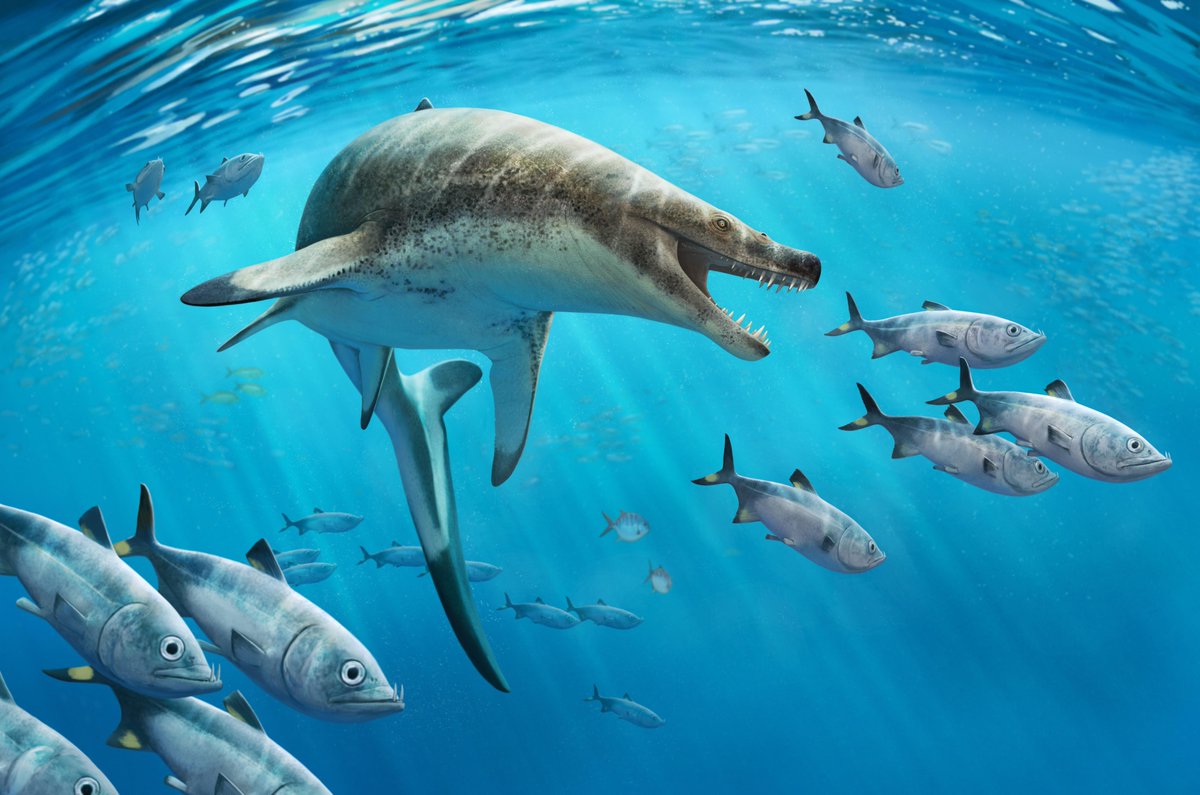 Fossils of a giant sea lizard show how our oceans have changed since the time of the dinosaurs: bit.ly/49AjZNi The find reveals our oceans were once dominated by large, apex predators – in contrast to today’s seas.