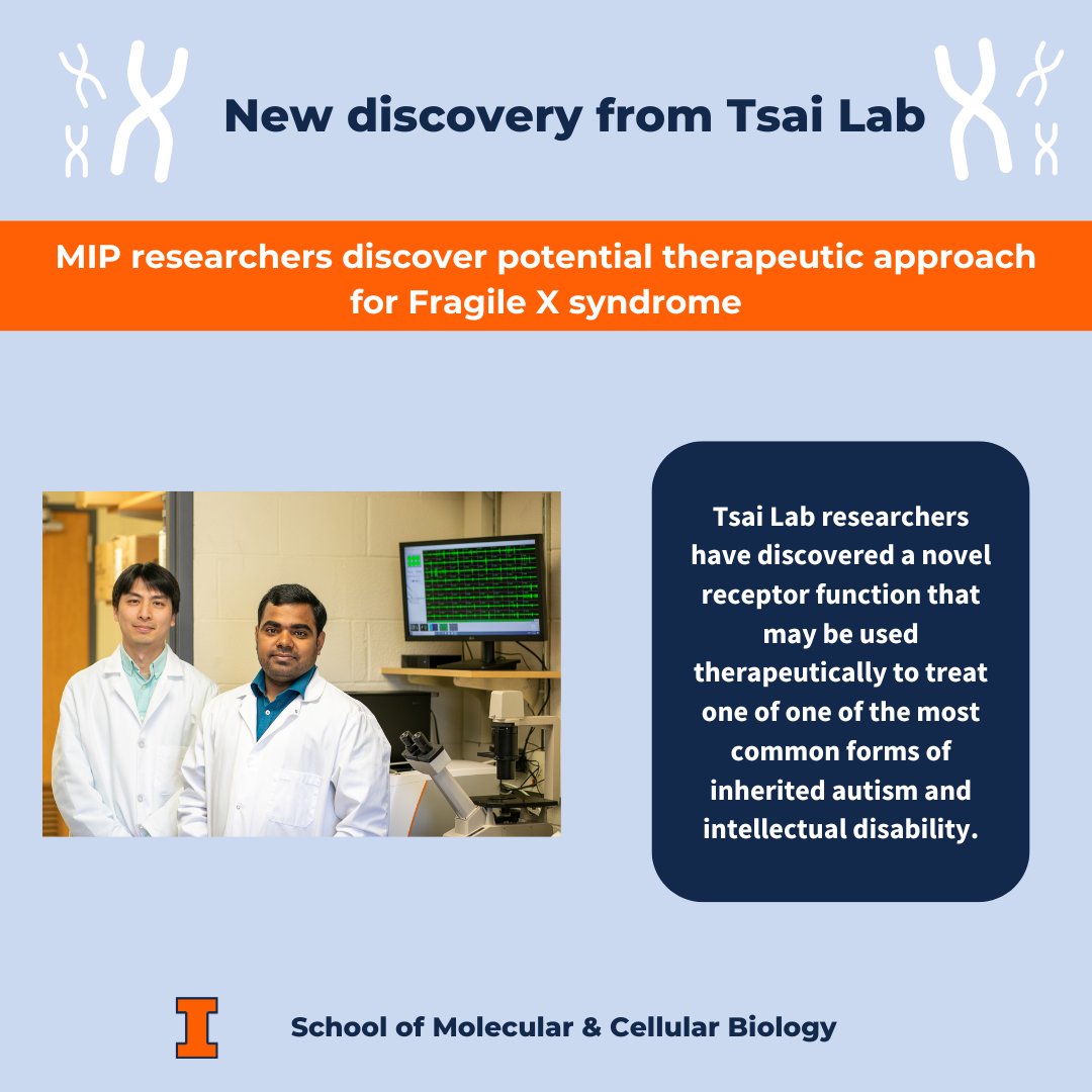 Fragile X syndrome is a commonly inherited form of autism with no treatment. But a team of researchers from the University of Illinois has discovered a novel receptor function that may be used in a therapeutic approach to treatment.

go.mcb.illinois.edu/tsai305