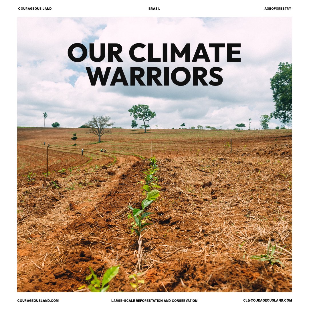 Courageous Land’s approach to agroforestry is a vital weapon in the global fight against climate change. By strategically integrating trees into agricultural landscapes, these systems serve as carbon sinks, absorbing CO2 from the atmosphere.