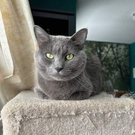 We're starting off Foster Fact Tuesday on a pawsitive note! Gorgeous grey, Maddy, has found her forever home! We wish Maddy and her now forever family a lifetime of playtime and love! 

#safeteamrescue #safeteamkitty #adoptdontshop #adopted #foreverfamilyfound #rescuecat #yegcats