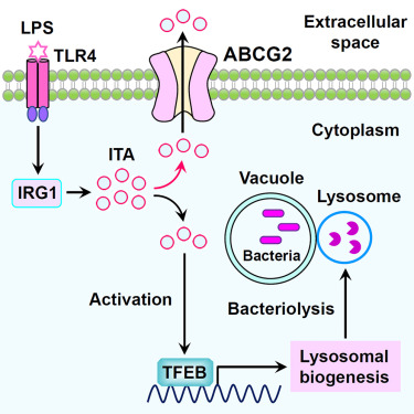 ABCG2 is an itaconate exporter that limits antibacterial innate immunity by alleviating TFEB-dependent lysosomal biogenesis dlvr.it/T3g0NQ