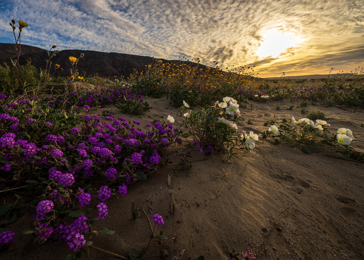 The flower fields along Henderson Canyon are getting bountiful with flowers and aroma. As observed this morning (Photo: Sicco Rood).