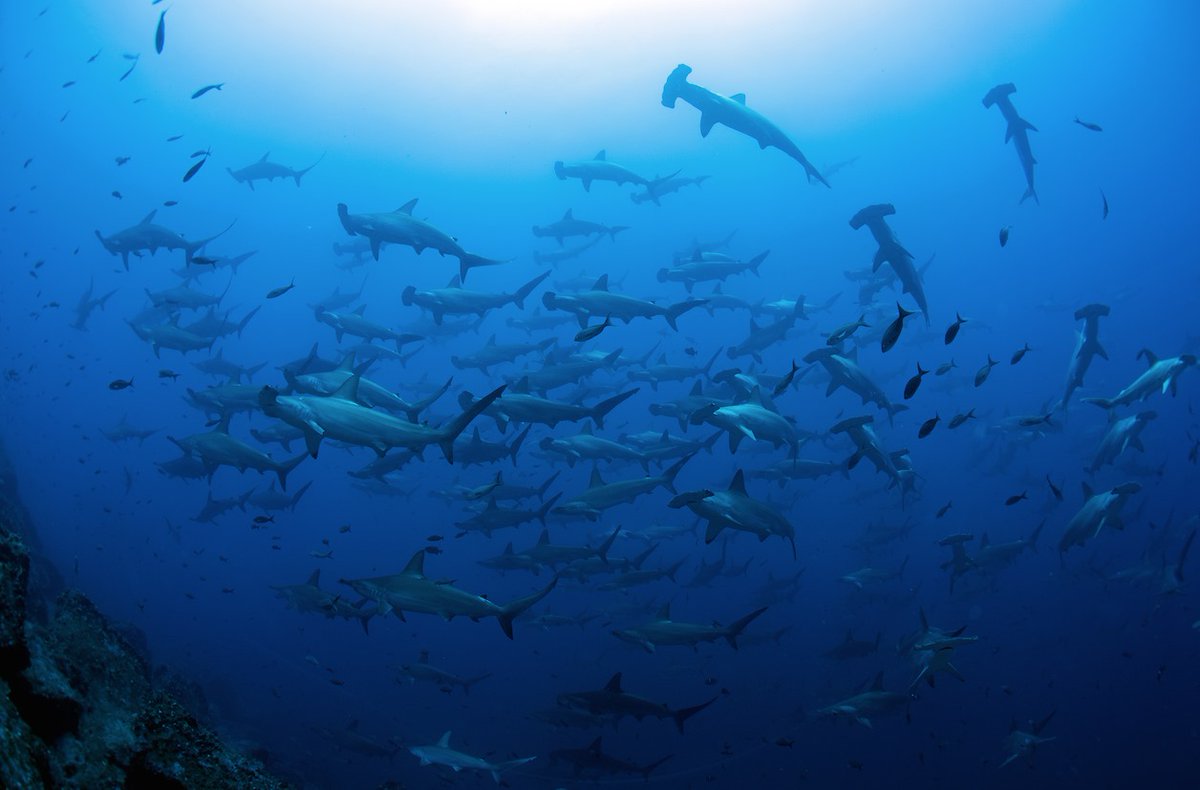 Esta semana celebramos el primer aniversario del #TratadoGlobal de los #Océanos de la ONU, un hito crucial para la protección marina. 
Aunque ha sido firmado por 87 países, solo Chile y Palau lo han ratificado.
#30x30 #GlobalOceanTreaty #BBNJ #HighSeasTreaty
📸 J. Green