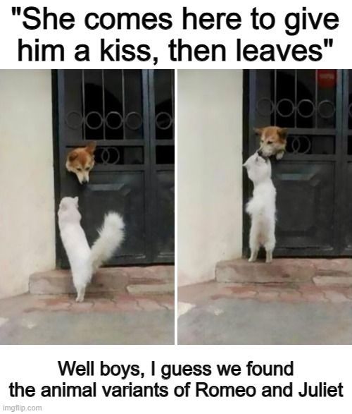 WholesomeMemes (@wholesomememe) on Twitter photo 