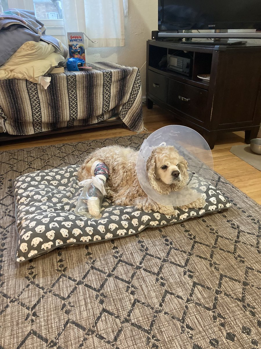 Here is Bentley post op on his torn ACL: 🙏