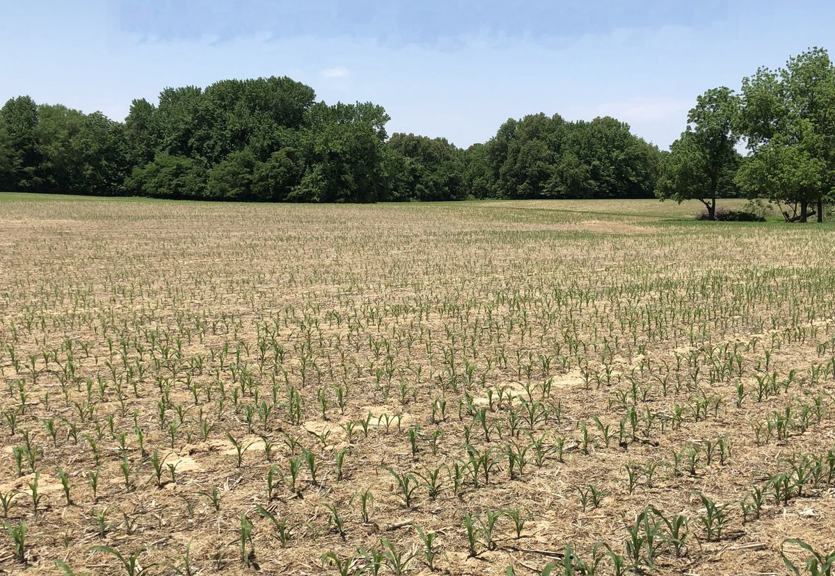 Early season corn insect management considerations in Alabama. #ALcrops aces.edu/blog/topics/cr…