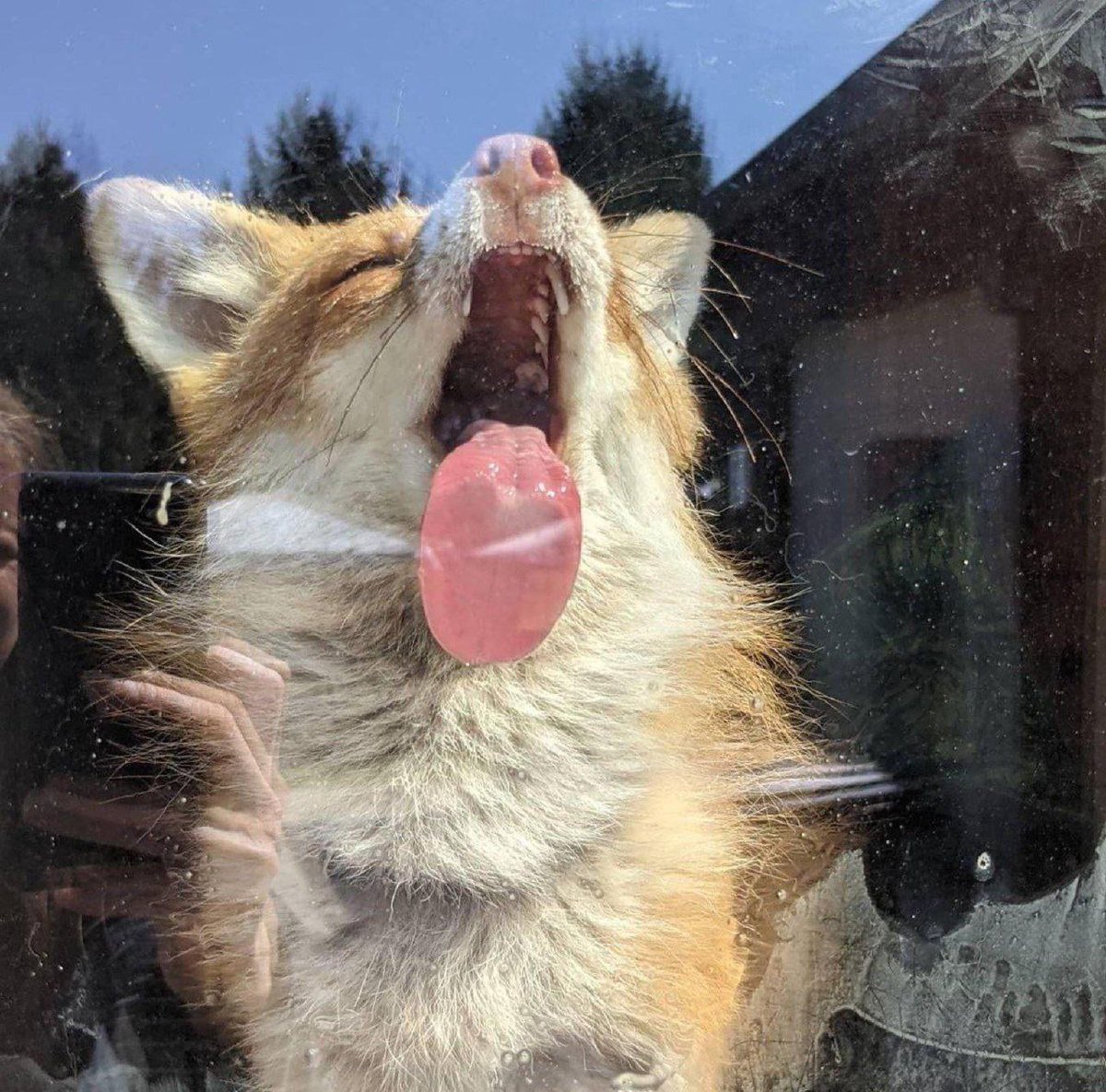 TheRealTwixFox's tweet photo. Me with that sunshine today https://t.co/lSNkHqwK27