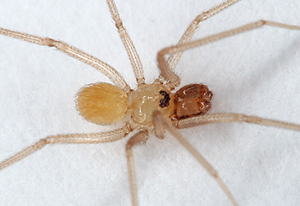 Notes on Chisosa (#Araneae, Pholcidae), with the description of a #newspecies from #Mexico.
mapress.com/zt/article/vie…
#Taxonomy
