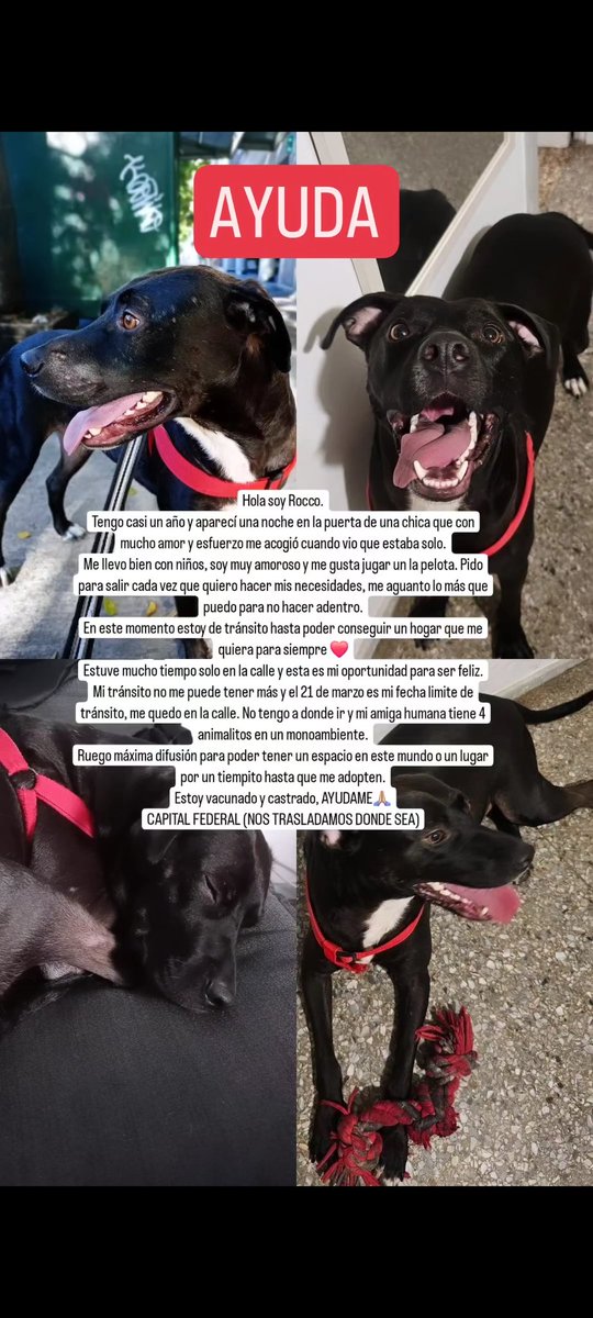 ClariCanale's tweet photo. El es Rocco y necesita tránsito o adopción urgente. El 21/03 queda en la calle porque su tránsito no puede tenerlo más. Por favor, no podemos permitir que lo largue a la calle!! Tiene casi 1 año y está castrado, desparasitado y vacunado ✅ necesitamos difusión, ayudemos a Rocco♥️ https://t.co/1CpUy7r9iI