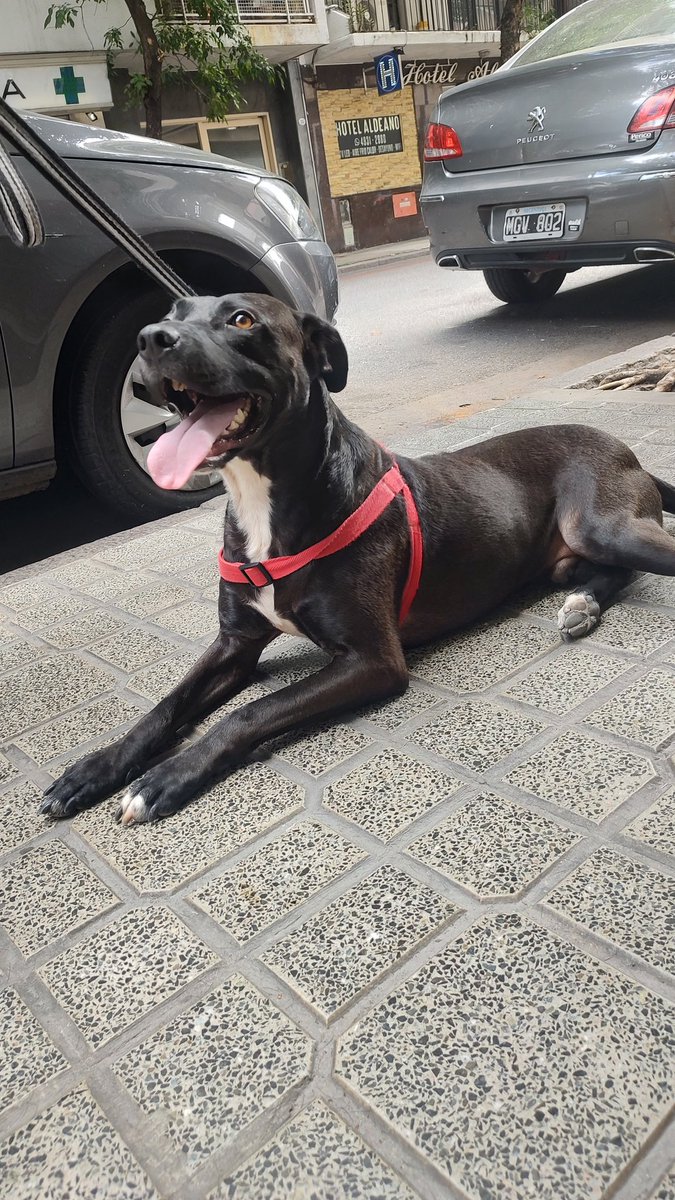 ClariCanale's tweet photo. El es Rocco y necesita tránsito o adopción urgente. El 21/03 queda en la calle porque su tránsito no puede tenerlo más. Por favor, no podemos permitir que lo largue a la calle!! Tiene casi 1 año y está castrado, desparasitado y vacunado ✅ necesitamos difusión, ayudemos a Rocco♥️ https://t.co/1CpUy7r9iI