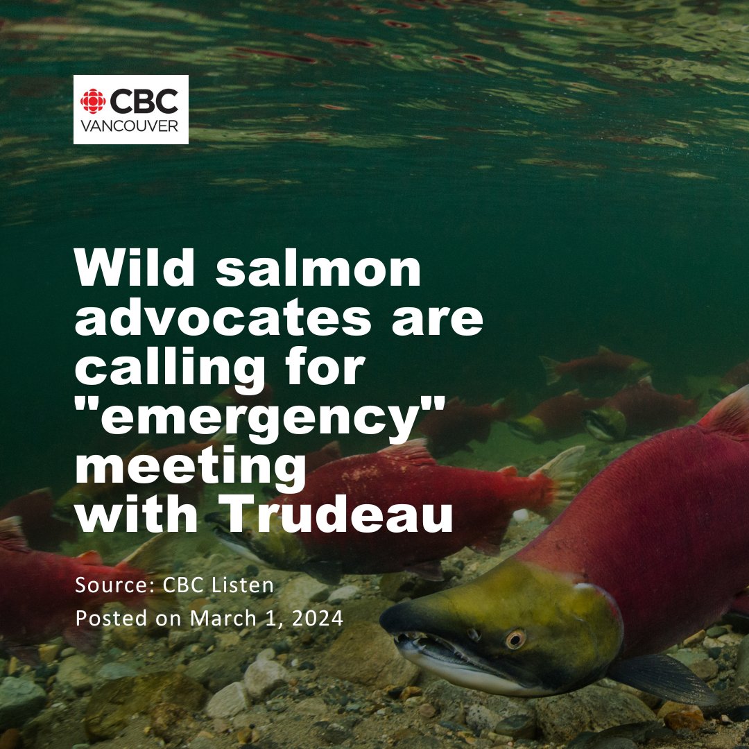 The First Nation Wild Salmon Alliance (FNWSA) is urging for an 'emergency' meeting with Prime Minister Justin Trudeau, along with Conservative leader Pierre Poilievre, and NDP leader Jagmeet Singh, to expose the gross mismanagement of wild Pacific salmon by DFO. 'Of all the