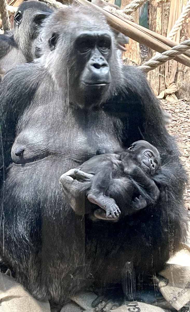 Here’s one of our critically endangered gorilla babies @zsllondonzoo If you haven’t been to see them yet, come and visit. They are both a ray of hope for the species, and impossibly sweet