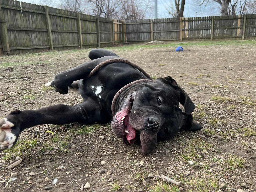 M Tyson is a big ole goofball who's hanging out at our Sam Swope Pet TLC until his forever family comes along! 😍 If you love slobbery kisses, you're in for a treat. Tyson's the 'big head, no thoughts' type and LOVES making new friends! Stop by and meet him today ❤️