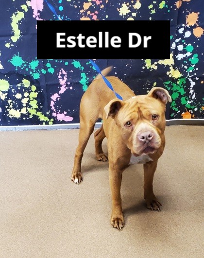 Anderson County PAWS (@acas_paws) on Twitter photo 