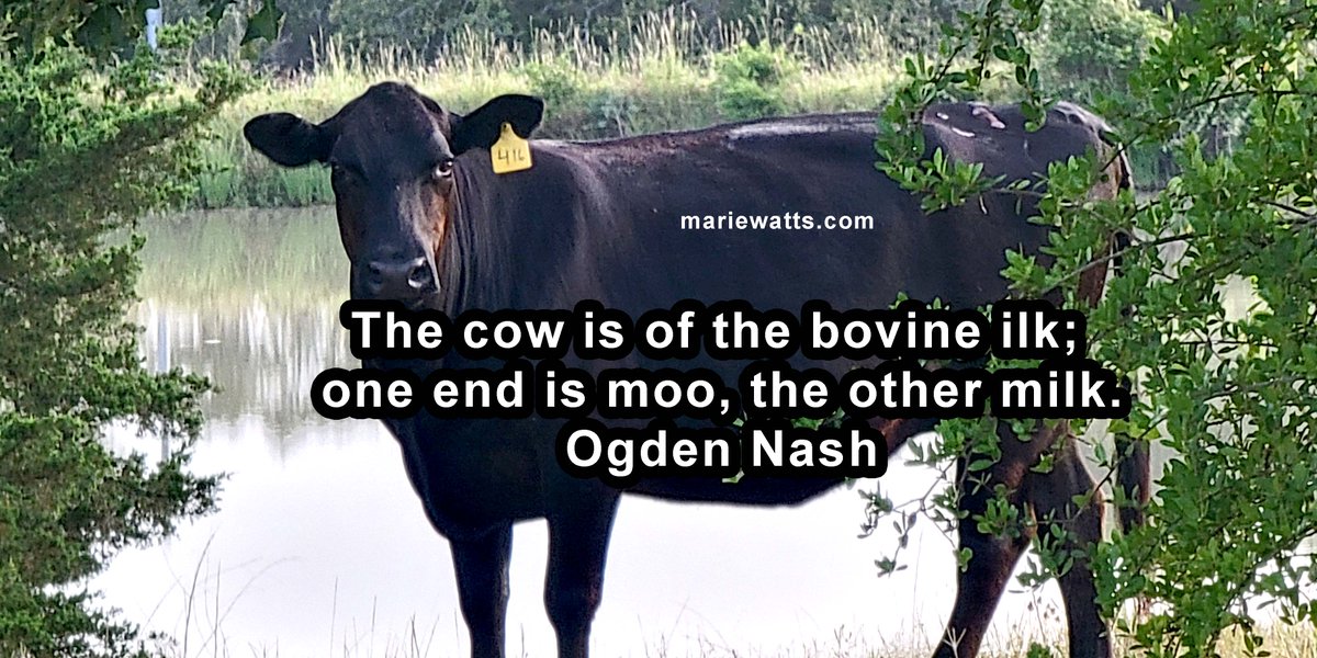 #CowLife
#MooMilk
#OgdenNash
#FunnyFarm
#SimpleRhyme