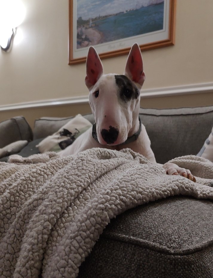 rexthetvterrier's tweet image. Another rainy day.  Blech
#Hibernate #Rainy #Dogs