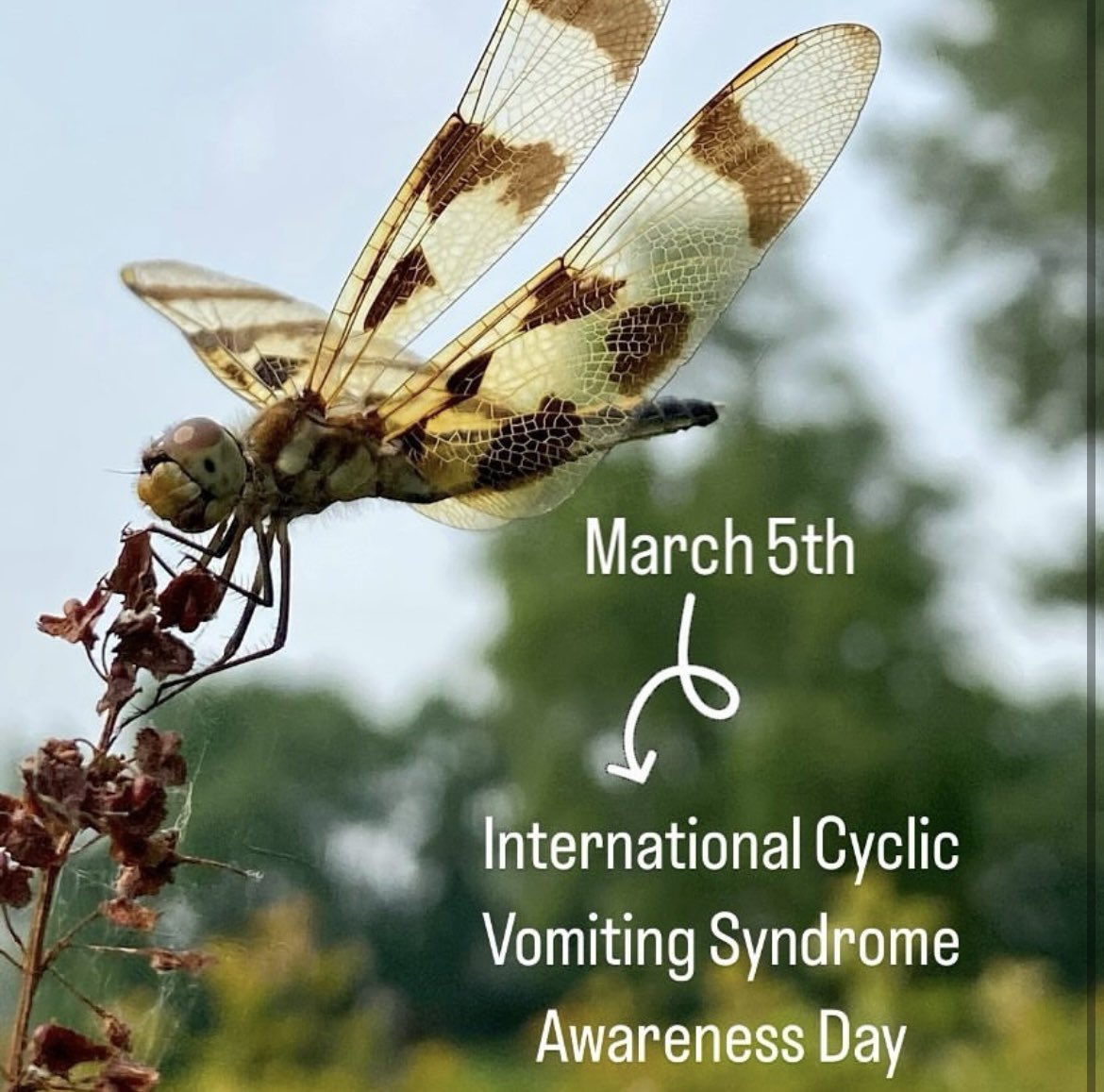 HeyyCati's tweet photo. March 5th is Cyclic Vomiting Syndrome awareness day. I’m sending love and light to all my fellow warriors that I’ve come to adore over the years.  #cvsawareness https://t.co/SxowBJgtr4