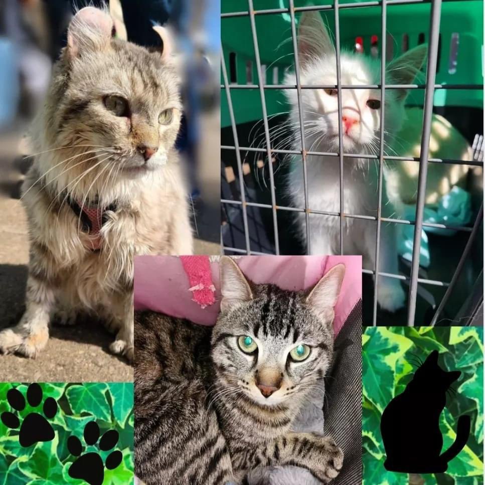 🐶🐕🐕‍🦺WE LOVE VET CLINIC DAYS ! 😻🐈‍⬛😺
Yesterday, in collaboration with @rcmguelph and @ovcchpp we were able to run another free vet clinic for Guelph community members on fixed incomes, such as OW &amp; ODSP.