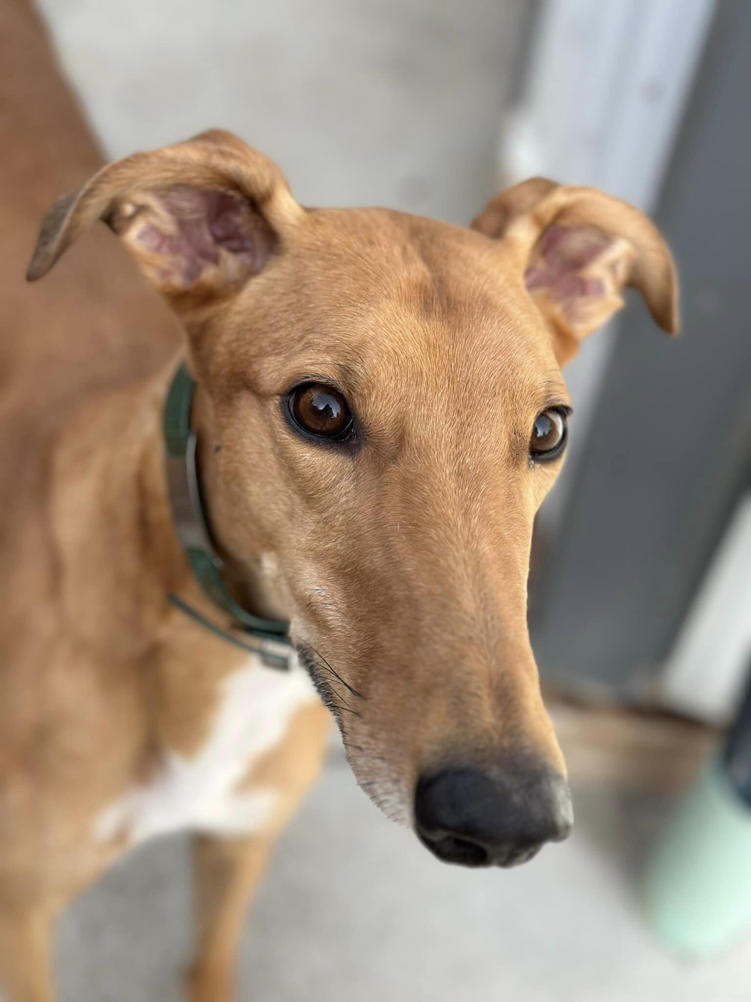 Gpi greyhound store