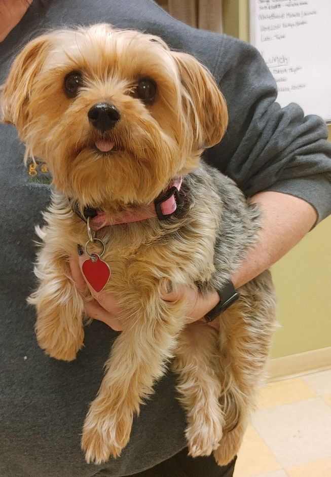GateCityVet's tweet photo. Amy is rocking #tongueouttuesday at her first senior wellness examination. 
After a pet turns 7 years old they are considered a "senior" and many things age very quickly after this point in their life. This is why we recommend annual blood work and examinations every six months. https://t.co/SErezqxa7V