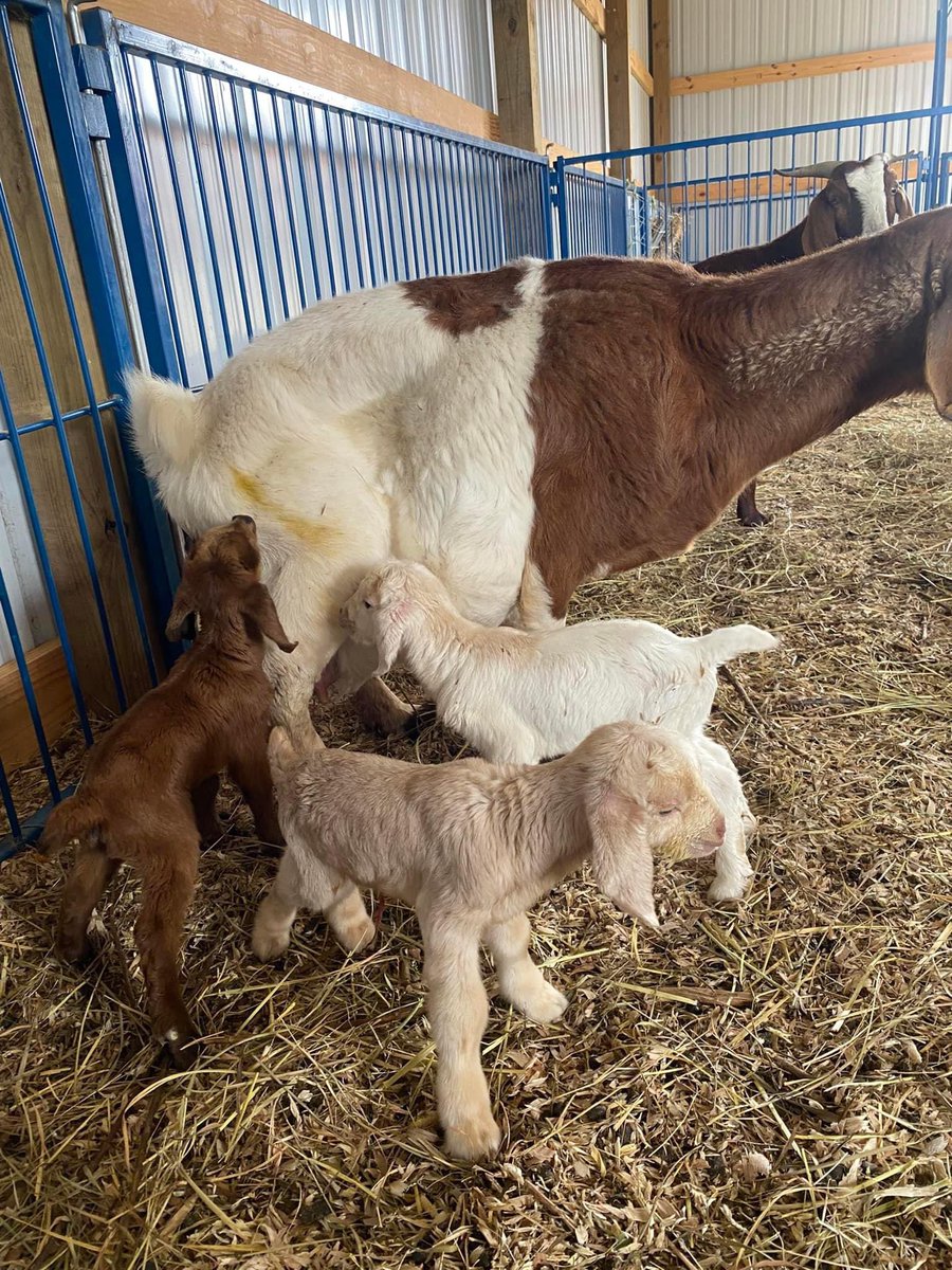 LTMHSCrusaders's tweet image. Boys &amp;amp; girls!!This first time momma shocked us today with triplets! It’s been a long day for everyone but mom is getting her strength back/ babies are already bouncing around. Best believe we are TechProud! #TechFamily @JMCSchools
