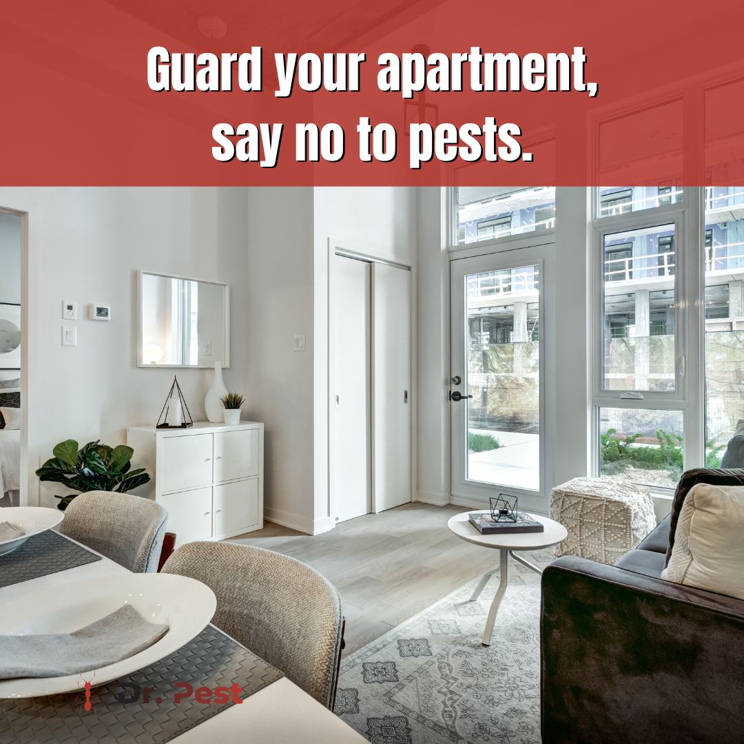 itsdoctorpest's tweet image. Defend your space with Dr. Pest! 🚫 Say goodbye to unwanted visitors and keep your apartment pest-free. Protect your peace of mind today!

#DrPest #PestControlService #TermiteControlService #RodentControlService