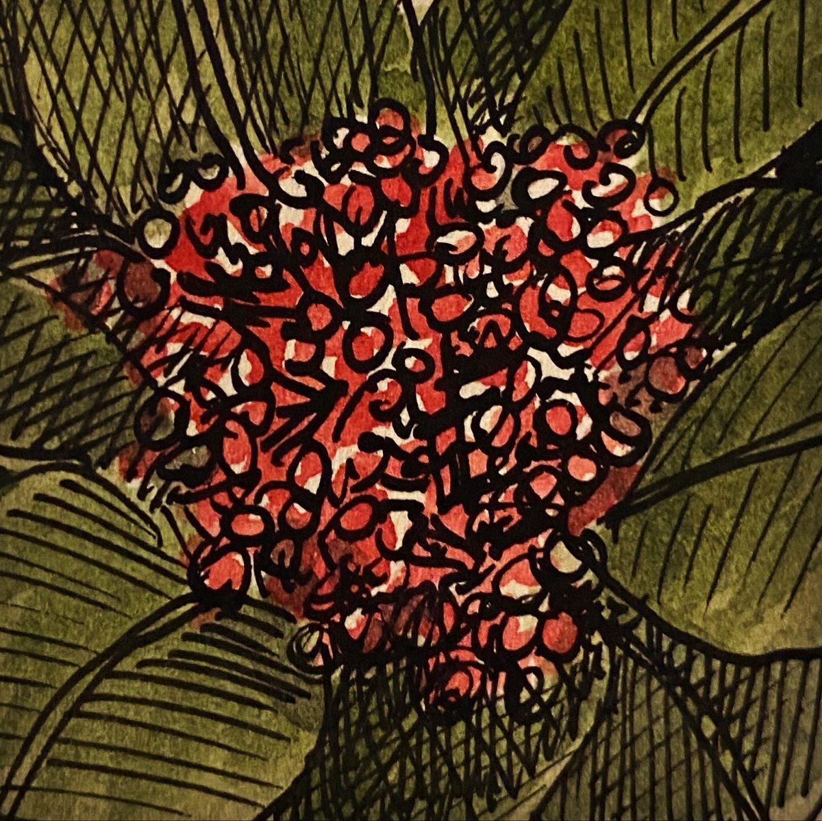 Skimmia Japonica - we have a huge bush of this in the garden although I never knew the name of it until now. Looks great though 😊👍🌳 #100flowersin100Days to keep my hand sketching through the winter. #floralart #100dayproject #createdaily