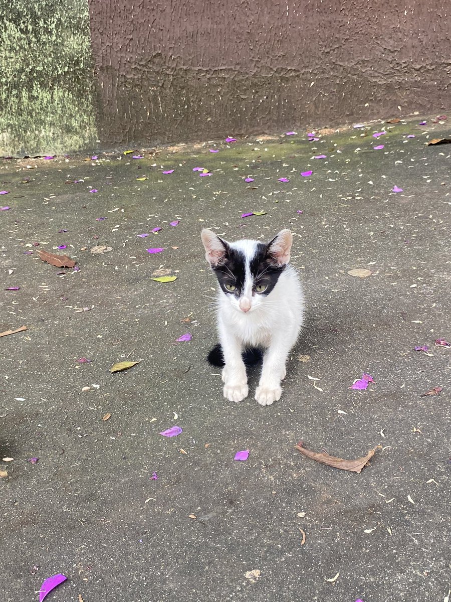 helikemodels's tweet image. ADOÇÃO/ RESGATE URGENTE
Esse bebê está abandonado no bairro Anchieta em BH. Aparentemente ele veio da casa de uma mulher c problemas psicológicos que tem mais de 50 gatos. Ele está muito debilitado, é muito filhotinho e está miando muito.