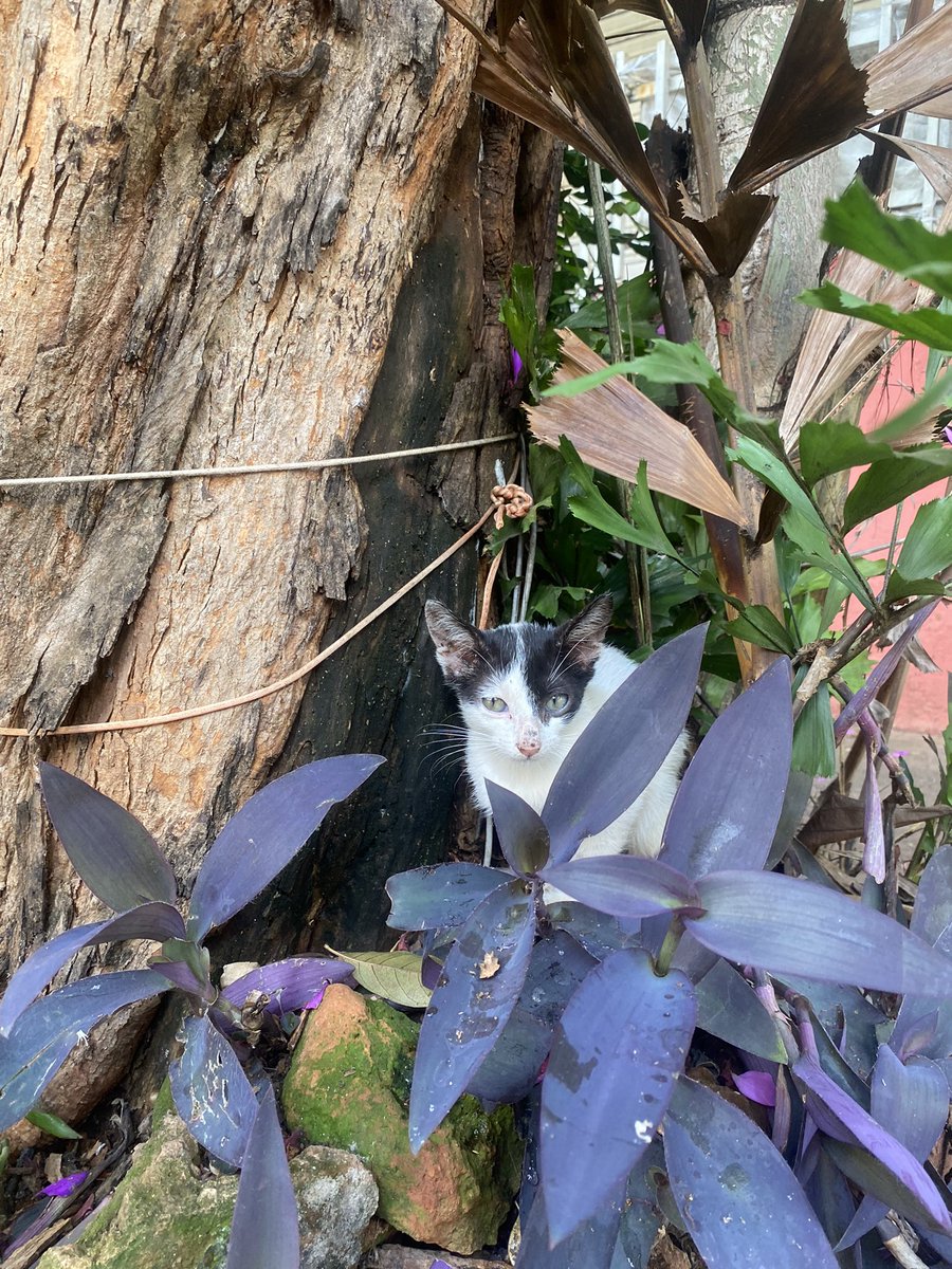 helikemodels's tweet image. ADOÇÃO/ RESGATE URGENTE
Esse bebê está abandonado no bairro Anchieta em BH. Aparentemente ele veio da casa de uma mulher c problemas psicológicos que tem mais de 50 gatos. Ele está muito debilitado, é muito filhotinho e está miando muito.