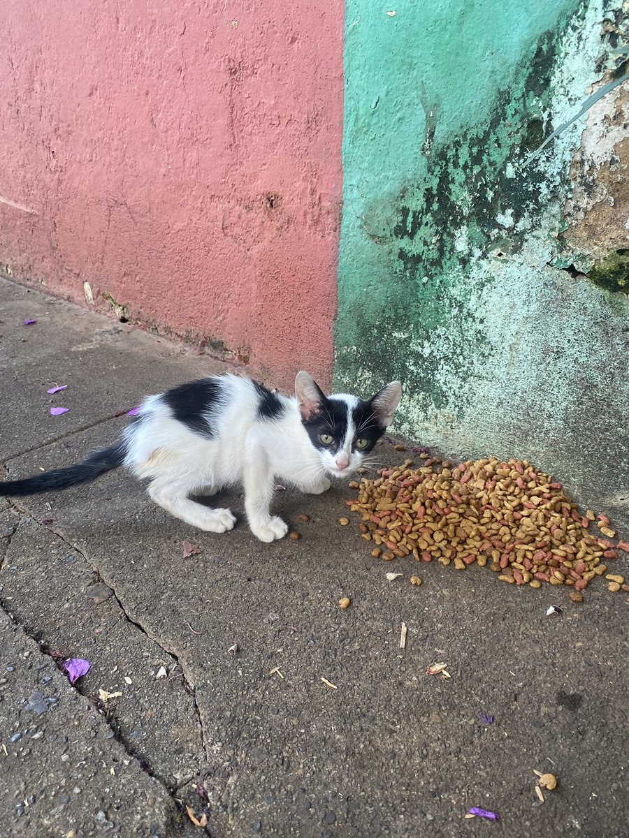 helikemodels's tweet image. ADOÇÃO/ RESGATE URGENTE
Esse bebê está abandonado no bairro Anchieta em BH. Aparentemente ele veio da casa de uma mulher c problemas psicológicos que tem mais de 50 gatos. Ele está muito debilitado, é muito filhotinho e está miando muito.