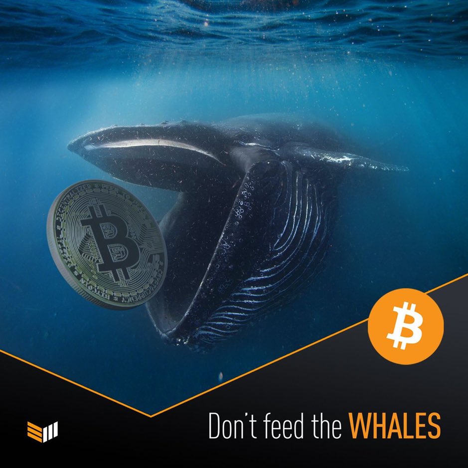 Hoy mas que nunca, no caigas en el juego de las Ballenas 🐳 #Bitcoin
