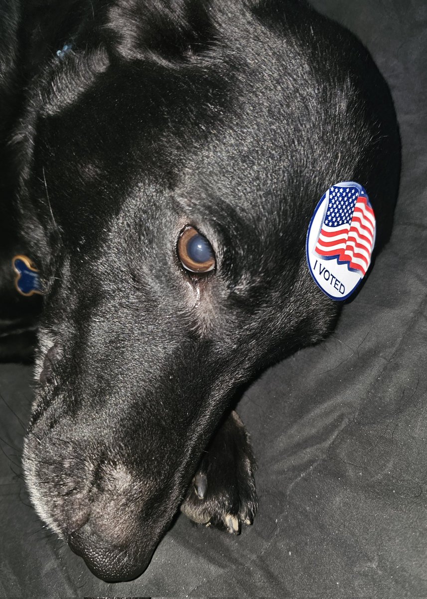 speppers69's tweet image. #CaliforniaPrimary

Riley Kai Odie voted for @SteveyGarvey6...twice...and @realDonaldTrump!!! 
😂🤣😂🤣😂🤣😂
#PuppyPower