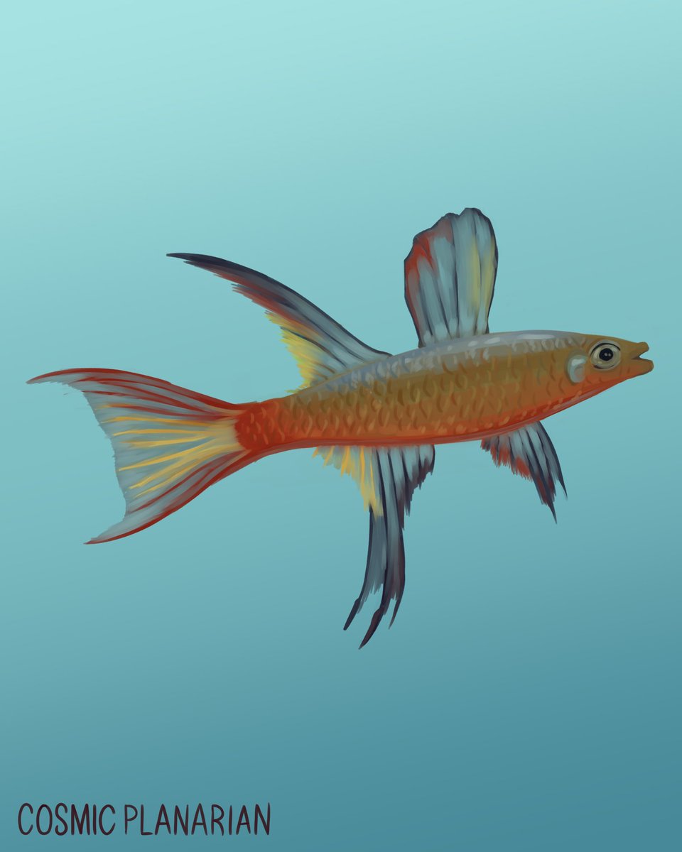 Threadfin Rainbowfish (Iriatherina werneri) #smallartist #artmoots #fish